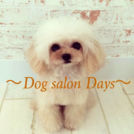 Dog salon Daysでカットしたkinakoちゃん