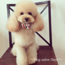 Dog salon Daysでカットしたもなかちゃん