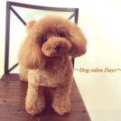 Dog salon Daysでカットしたココちゃん