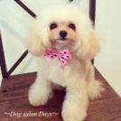 Dog salon Daysでカットしたきなこちゃん
