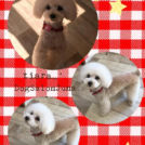 Dog Salon Junaでカットしたティアラちゃん
