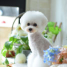 Dogサロン Peaceでカットしたびあんちゃん