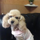 Dog Salon MAHALOでカットしたチロルちゃん