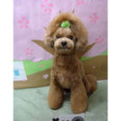 ドギーベリーでカットしたリリアンちゃん