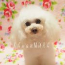 アヌークちゃん