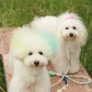 てっぺい&トリッシュちゃん