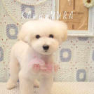 Pet family KAwanMURAでカットした福くん