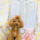 Pet family KAwanMURAでカットしたあんじゅちゃん