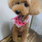 salon de biancaでカットしたチャッピーちゃん