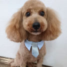 salon de biancaでカットしたフランくん