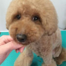 KENKEN四日市店でカットしたもこちゃん