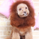 ワンズホームちゅらでカットしたキューンくん