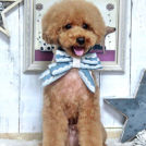 ワンズホームちゅらでカットしたオレオちゃん