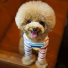 DLTでカットしたミートくん