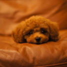 DLTでカットしたシェリーちゃん