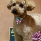 DMDでカットしたちょこちゃん