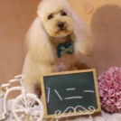 DMDでカットしたハニーちゃん