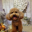 DMDでカットしたチョコちゃん