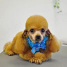 ドッグサロン ユニココでカットしたしょうちゃん