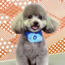 ドッグサロン ユニココでカットしたれおんちゃん