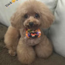 トリミングサロンドッグビームでカットしたポッティちゃん