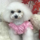 トリミングサロンドッグビームでカットしたパオラちゃん