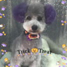 トリミングサロンドッグビームでカットしたデンジくん