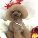 トリミングサロンドッグビームでカットしたカルロちゃん