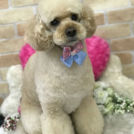 DOG BEAMでカットしたボニーくん