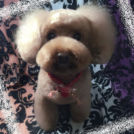 ペットサロン シェリーでカットしたプルウちゃん