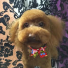 ペットサロン シェリーでカットしたモカちゃん