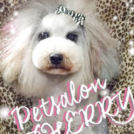 シェリーちゃん