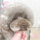 ペットサロン シェリーでカットした乃愛ちゃん