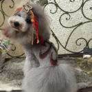 ペットサロン シェリーでカットしたシェリーちゃん