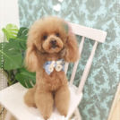 ペットサロン シェリーでカットしたあずきちゃん