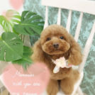 ペットサロン シェリーでカットしたベリーちゃん