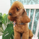 ペットサロン シェリーでカットしたロイくん