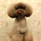 LuLuDog帝塚山店でカットしたおーたちゃん