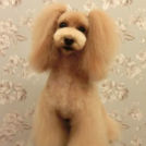 LuLuDog帝塚山店でカットしたなつちゃん