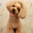 LuLuDog帝塚山店でカットしたニコちゃん