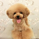 LuLuDog帝塚山店でカットしたテンくん