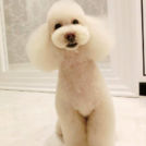 LuLuDog帝塚山店でカットしたポパイちゃん