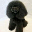 LuLuDog帝塚山店でカットしたchocoちゃん