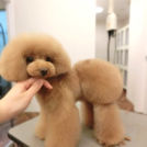 LuLuDog帝塚山店でカットしたtaraちゃん