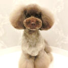 LuLuDog帝塚山店でカットしたおーたちゃん