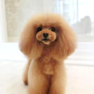 LuLuDog帝塚山店でカットしたお客様