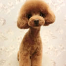 LuLuDog帝塚山店でカットしたDianaちゃん