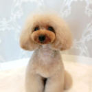 LuLuDog帝塚山店でカットしたmocoちゃん