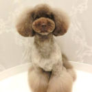 LuLuDog帝塚山店でカットしたおーたくん