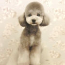 LuLuDog帝塚山店でカットしたぎんくん